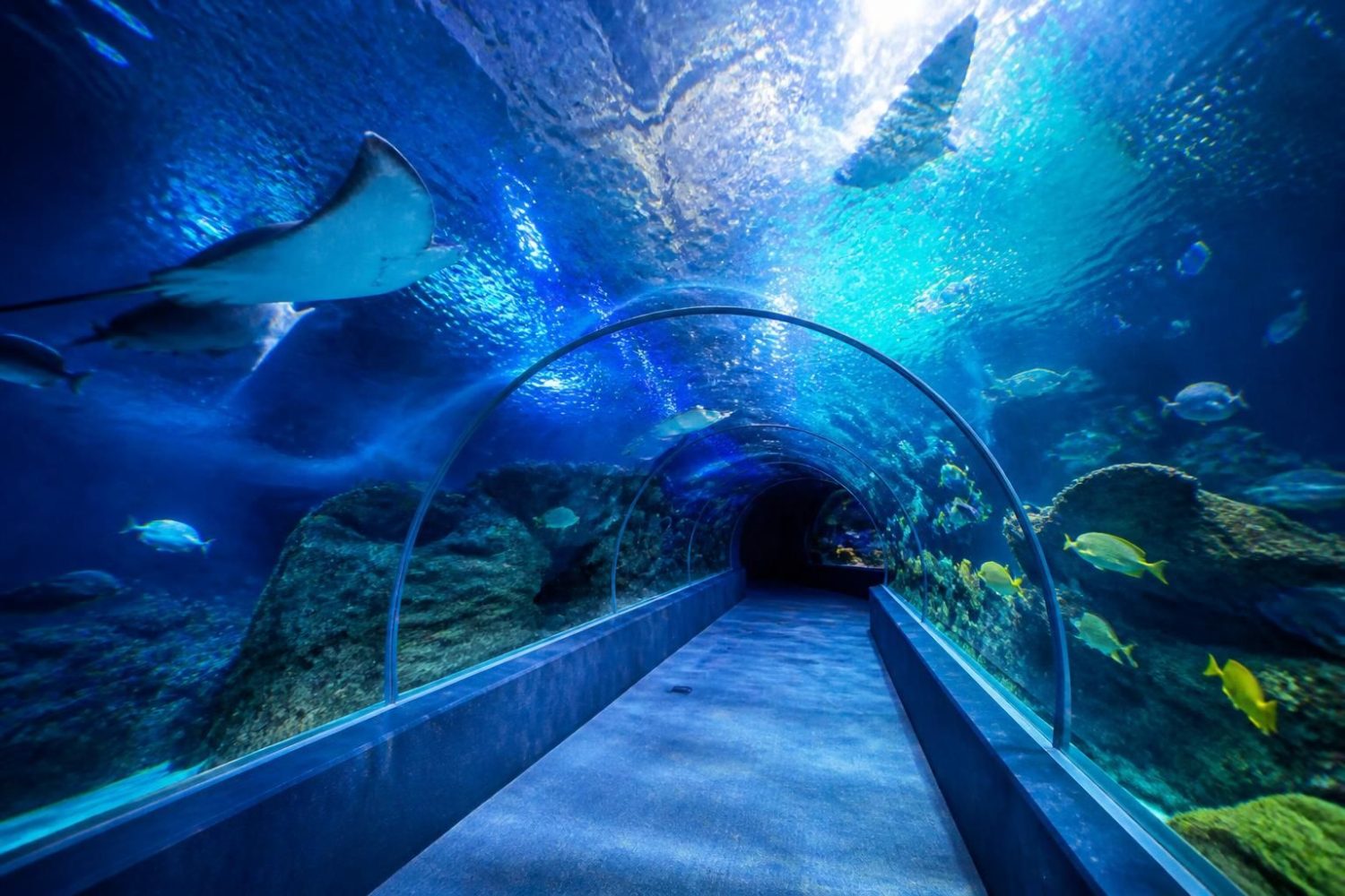 découvrez l'aquarium de toulon, explorez ses diverses espèces marines et obtenez toutes les informations essentielles pour planifier votre visite.