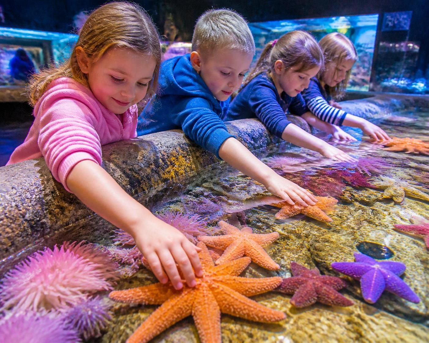 découvrez l'aquarium de toulon : explorez ses diverses espèces marines et retrouvez toutes les informations pratiques pour planifier votre visite.